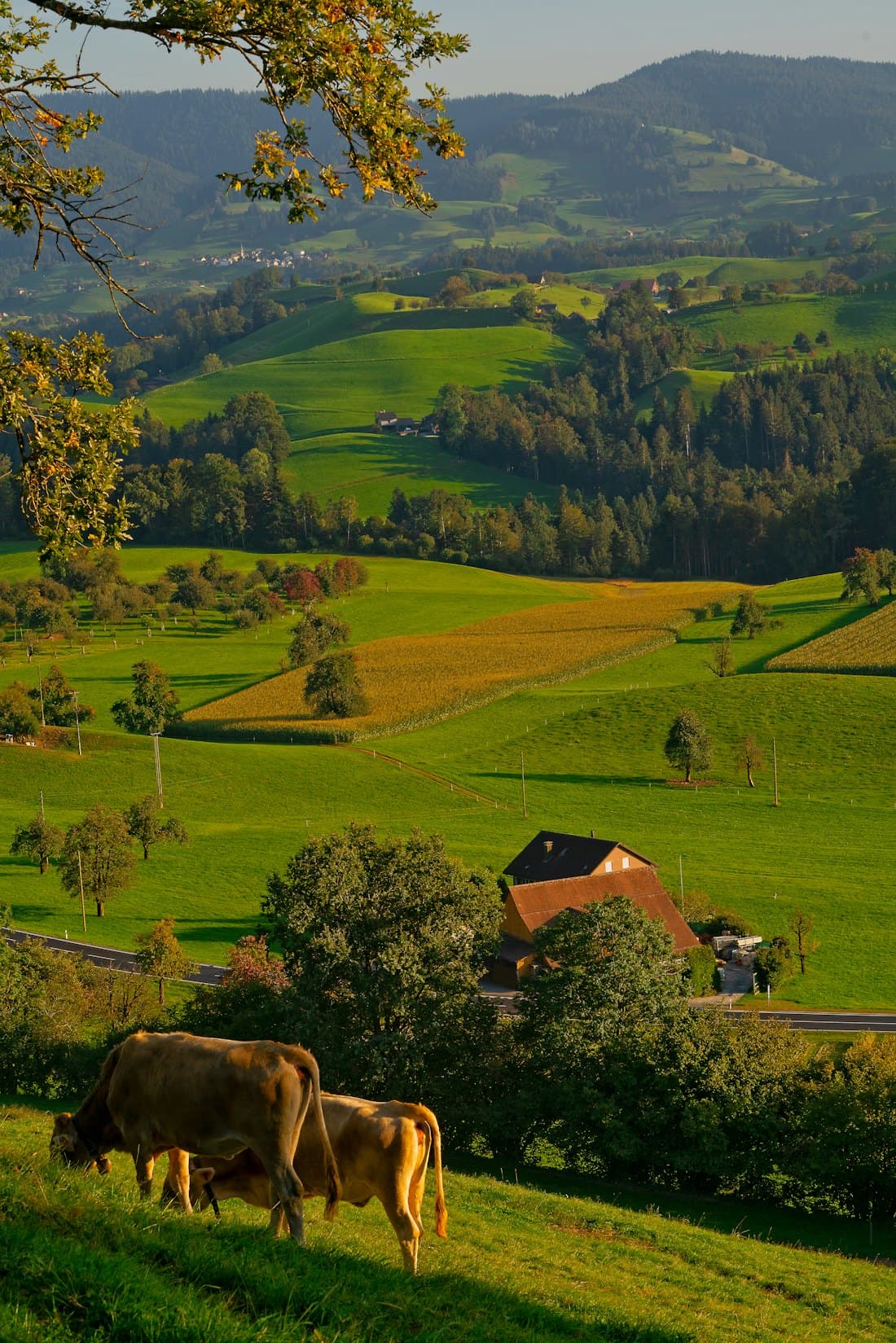 Terrain agricole de 1 hectare à Allada